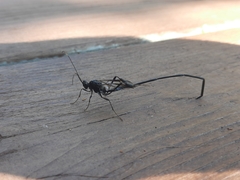 Pelecinus polyturator