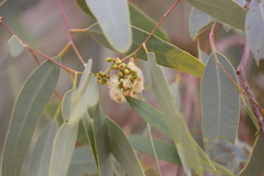 Eucalyptus coolabah