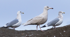 Larus hyperboreus
