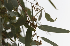 Eucalyptus coolabah