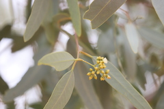 Eucalyptus coolabah