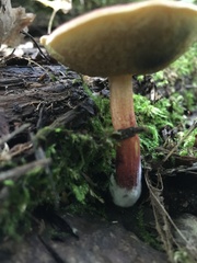 Xerocomellus intermedius