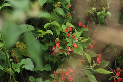 Saucerottia beryllina