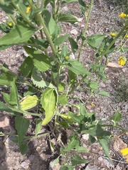 Helianthinae