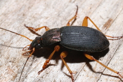 Chlaenius aestivus