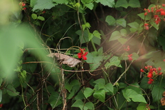 Saucerottia beryllina