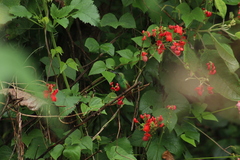 Saucerottia beryllina