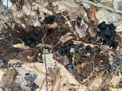 Craterellus
