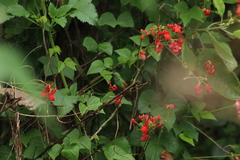 Phaseolus coccineus