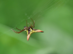 Micrathena sagittata