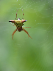Micrathena sagittata