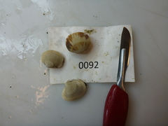 Veneridae