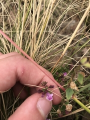 Scutellaria humilis