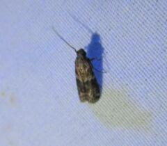 Moodna ostrinella