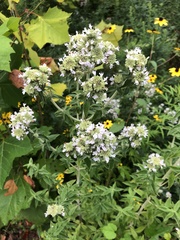 Pycnanthemum