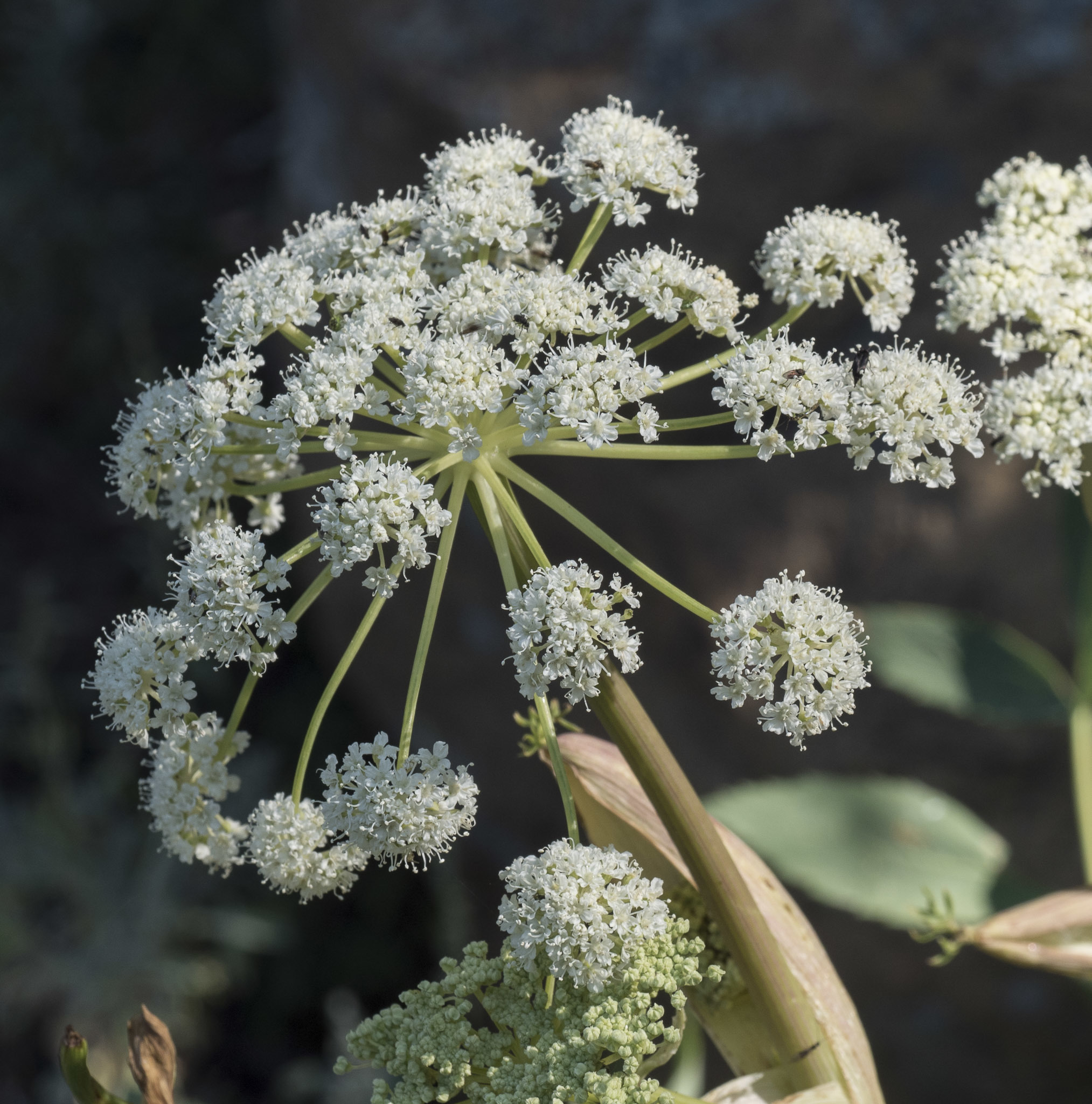 Angelica tomentosa