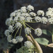 Woolly Angelica - Photo (c) Todd Ramsden, some rights reserved (CC BY-NC), uploaded by Todd Ramsden