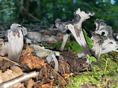 Craterellus