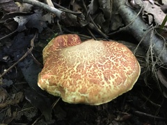 Xerocomellus intermedius