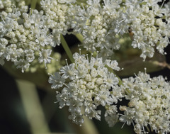Angelica tomentosa