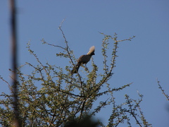Corythaixoides concolor