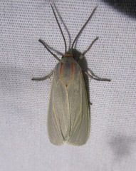 Pygarctia pterygostigma