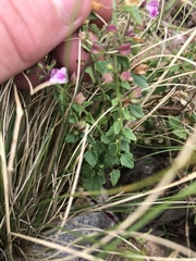 Scutellaria humilis