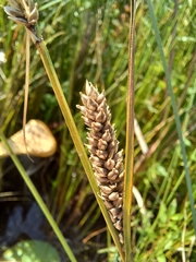 Carex lasiocarpa
