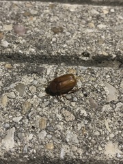 Phyllophaga