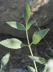 Angelica tomentosa