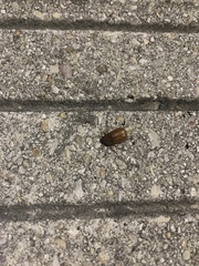Phyllophaga