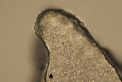 Melanoleuca graminicola