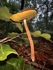 Aureoboletus betula
