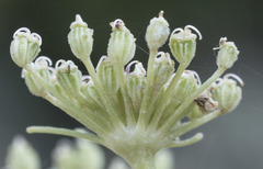 Angelica tomentosa