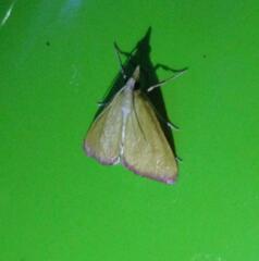 Xanthostege roseiterminalis