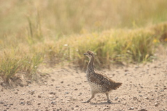 Tympanuchus phasianellus