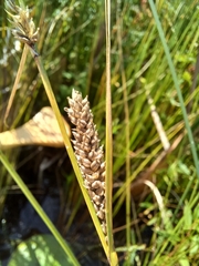Carex lasiocarpa