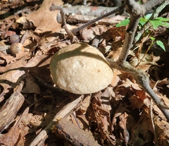 Leccinellum albellum