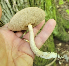 Leccinellum albellum