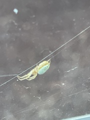 Araniella