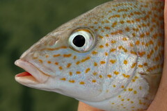 Orthopristis chrysoptera