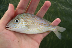 Orthopristis chrysoptera