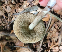 Leccinellum albellum