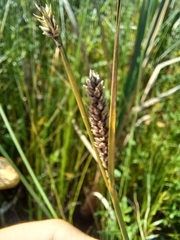 Carex lasiocarpa