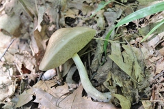 Leccinellum albellum