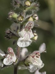 Stachys rigida rigida