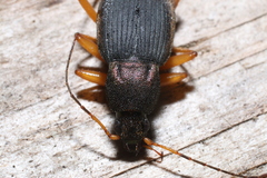 Chlaenius aestivus