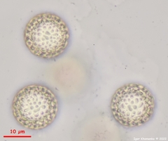 Plicariella flavovirens