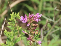 Lespedeza
