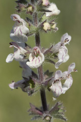Stachys rigida rigida